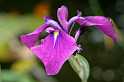 FH_VP_0057(Iris kaempferi variegata)